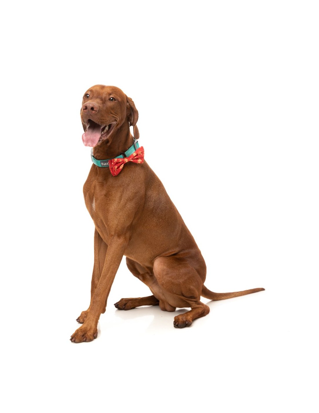 FuzzYard Hundfluga Naughty Ginger Small  - 2