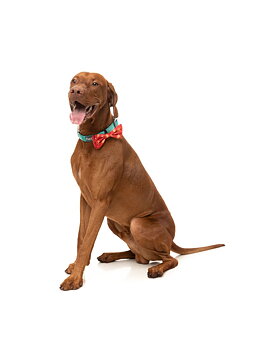 FuzzYard Hundfluga Naughty Ginger Small 
