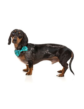 FuzzYard Hundfluga Tree Rex Large
