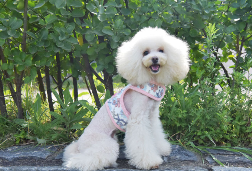 Pinkaholic Zinnia Sele Modell J Ivory Small - 7
