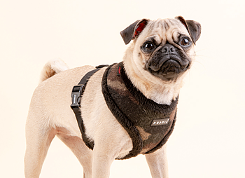 Puppia Colonel Sele Modell A Camo