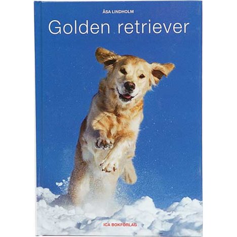 Bok Golden Retriever 