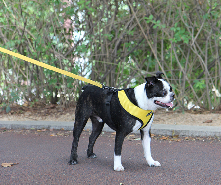 Puppia Two Tone Koppel Ljusgrå - 6