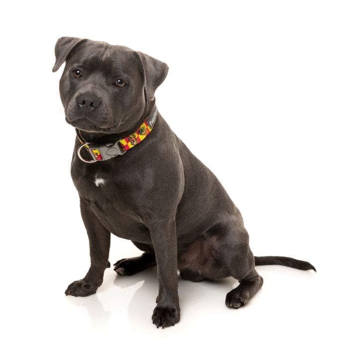 FuzzYard Doggoforce Neoprene Halsband Medium - 3