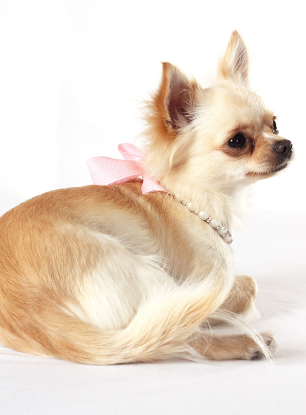 Urban Pup Pearl Heart Charm Hundhalsband Medium - 3
