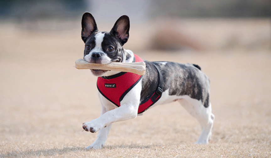 Puppia Soft Harness Grön - 4