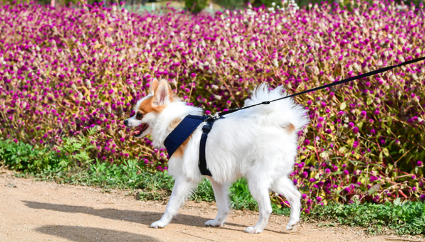 Puppia Soft Harness Brun - 5