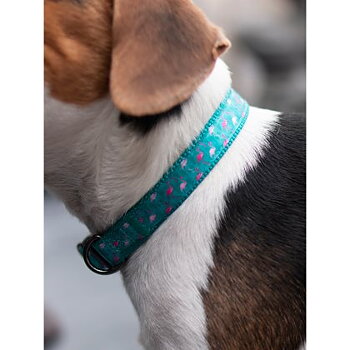 Dogman Justerbart Halsband Flamingo Turkos 25mm x 38-66cm X-Large