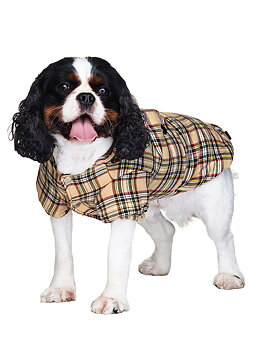 Urban Pup Brown Tartan Kappa Brun Large