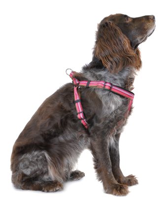 Kennel Equip Dog Harness Step In Active Large 70-85cm Orange - 2