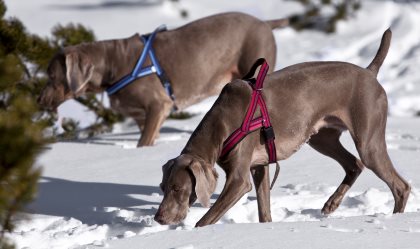 Kennel Equip Dog T-Harness Active Storlek 7 Blå - 3