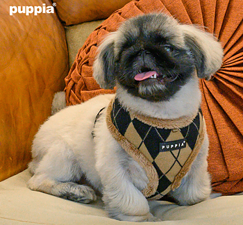 Puppia Jaden Sele Modell A Beige