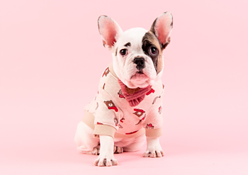 Pinkaholic Hundtröja Med Halsduk  Orsi Oatmeal