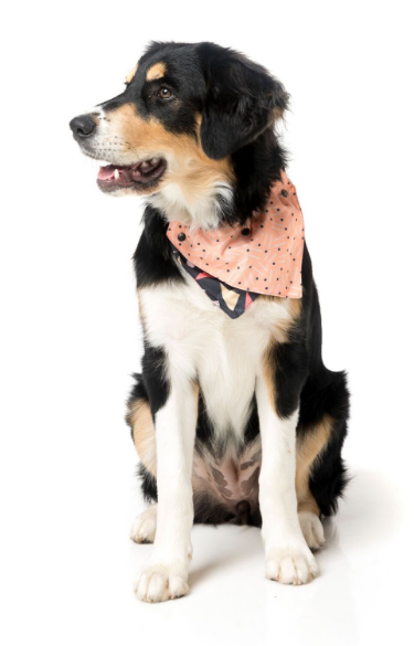 FuzzYard Bandana RAD  Small/Medium - 4