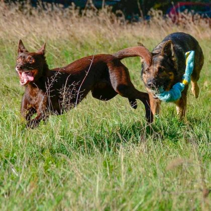 Dogman Leksak Stretchig Orange/Blå - 6