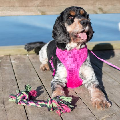 Dogman Hundleksak Vixen Floss Small - 2