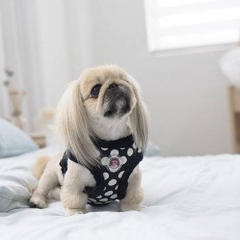 Pinkaholic Joceline Sele Modell C Marinblå Small