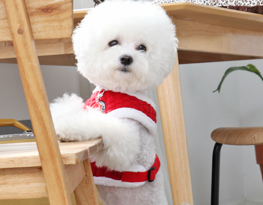 Puppia Blitzen Sele Modell A Röd - 5