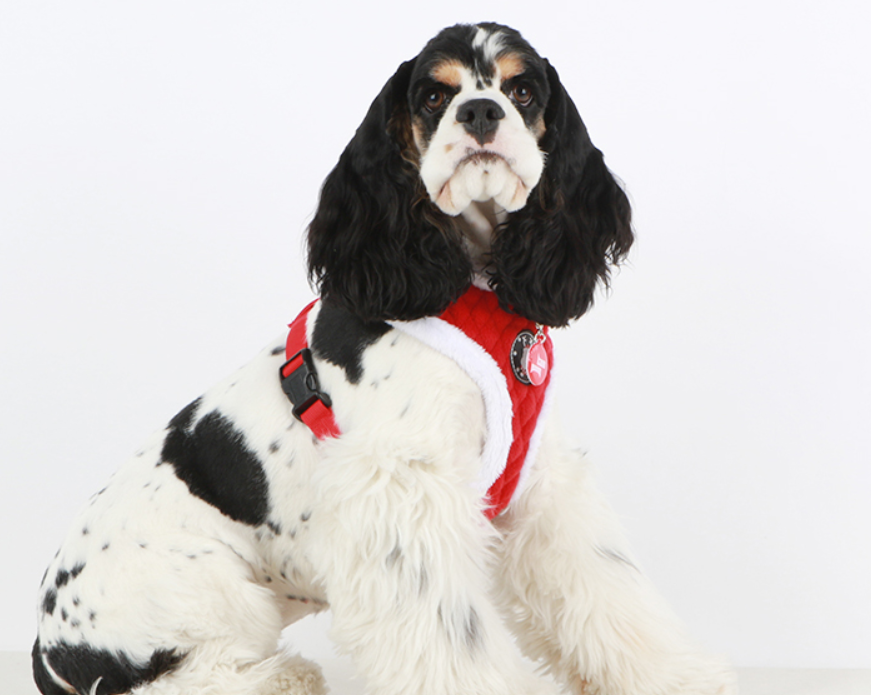 Puppia Blitzen Sele Modell A Röd - 6