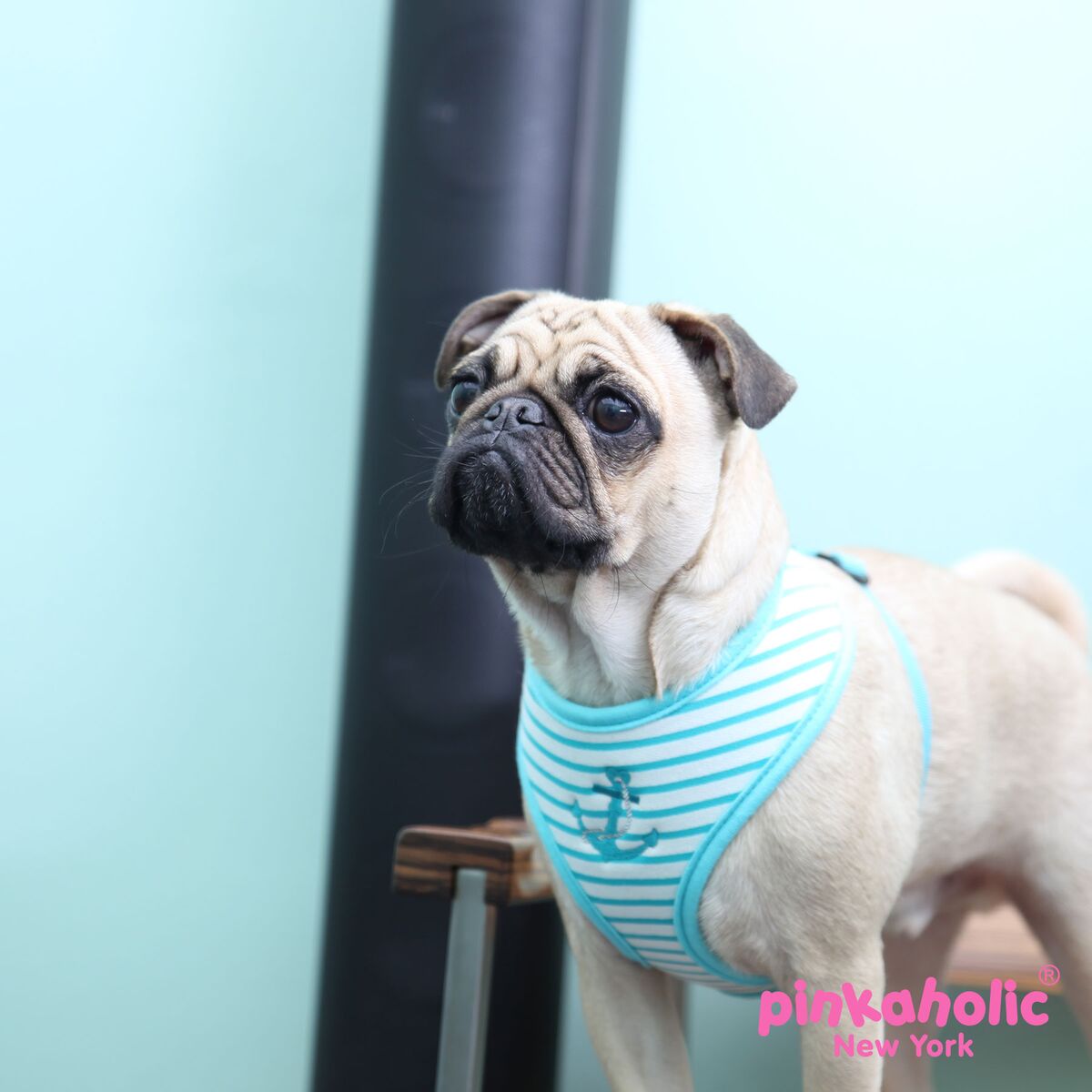 Pinkaholic Matelot Sele Aqua Medium - 2