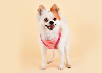 Puppia Evon Sele Rosa