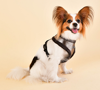 Puppia Evon Sele Silvergrå