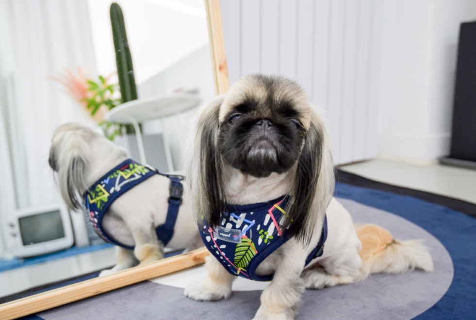 Puppia Sele Botanical Marinblå - 7