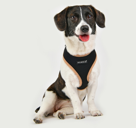 Puppia Soft Sele II Svart - 4