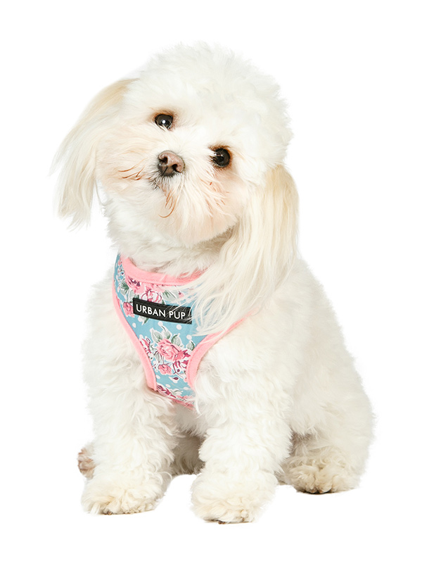 Urban Pup Vintage Rose Floral Sele Rosa/Blå - 3