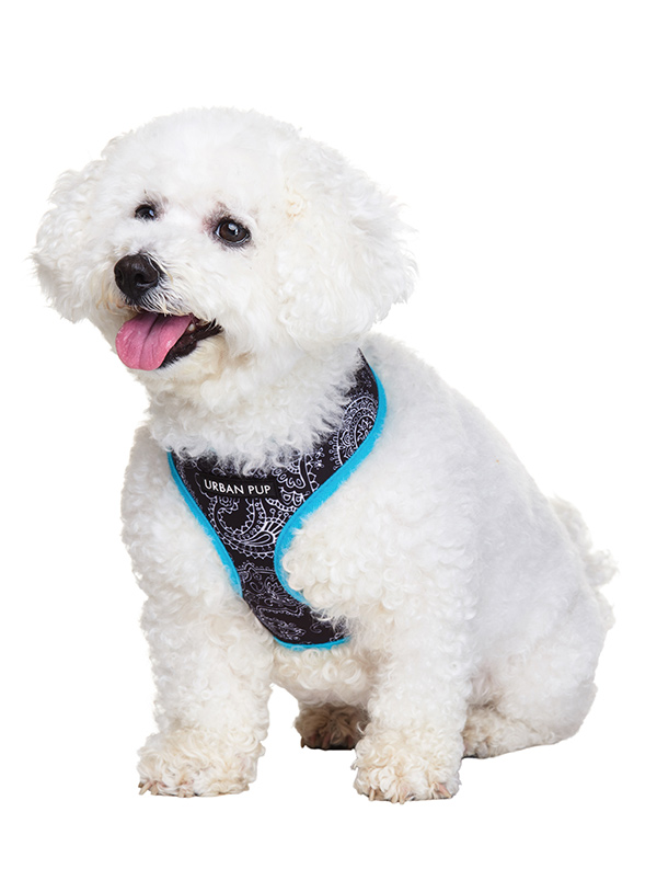 Urban Pup Black & Blue Paisley Sele Svart/Blå - 3