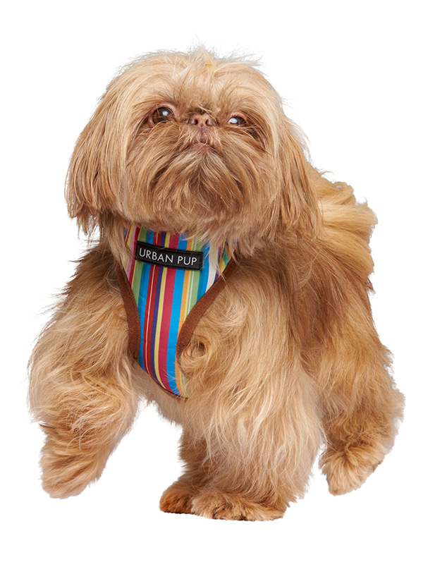 Urban Pup Henley Striped Sele Brun Med Flerfärgade Ränder - 3