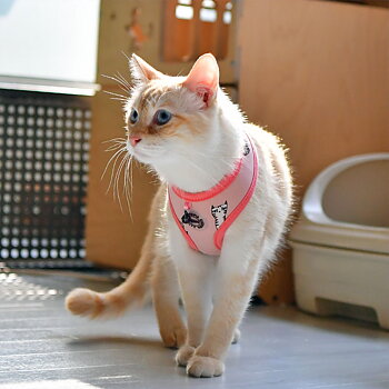 Catspia Calypso Kattsele Rosa Medium