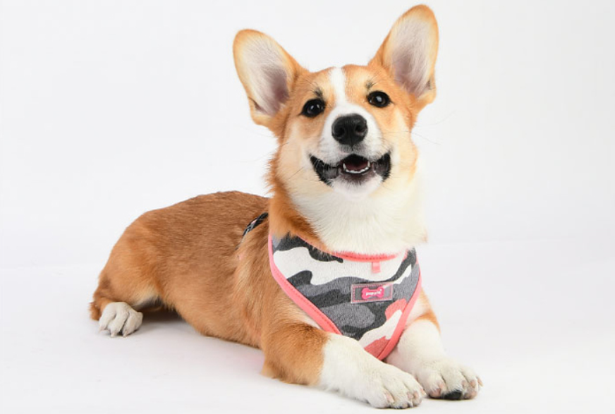 Puppia Ensign Hundsele Rosa Camo - 6