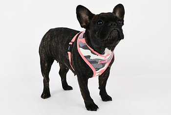 Puppia Ensign Hundsele Rosa Camo