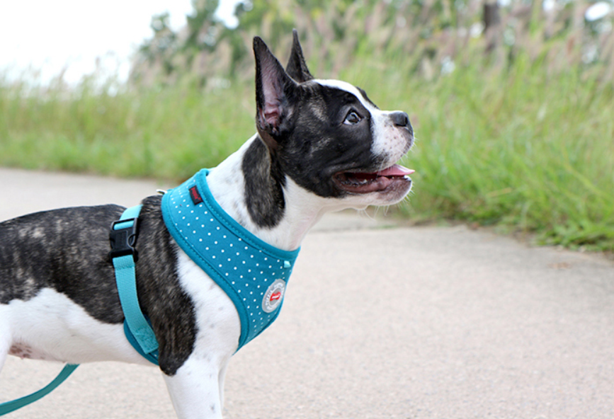Puppia Dotty Sele II Teal - 4