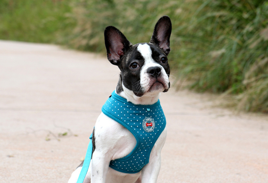 Puppia Dotty Sele II Teal - 3