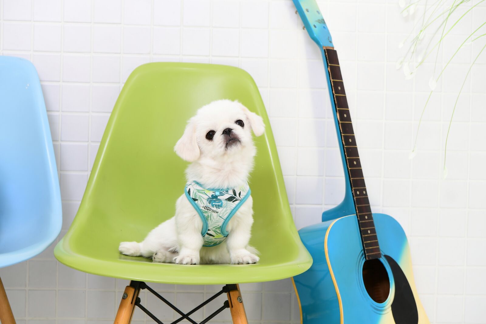Puppia Rowan Sele Modell A Aqua - 5