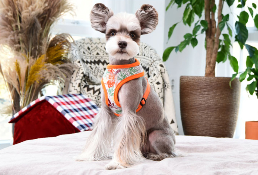 Puppia Rowan Sele Modell A Aqua - 8