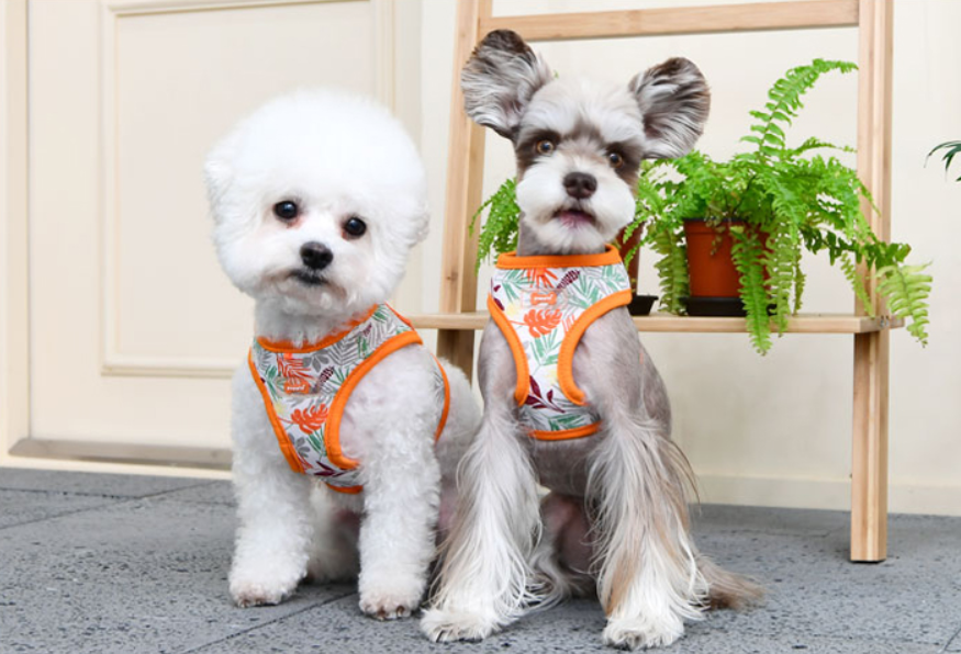 Puppia Rowan Sele Modell A Aqua - 7
