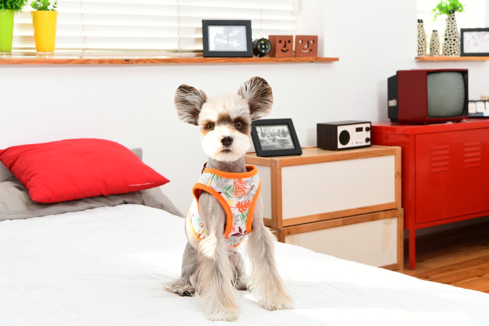 Puppia Rowan Sele Modell B Orange - 2