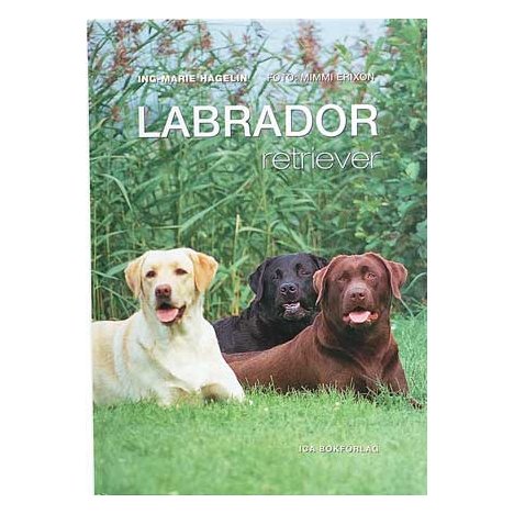Bok Labrador Retriever 