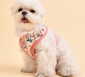 Pinkaholic Fleur Sele Rosa/Ivory