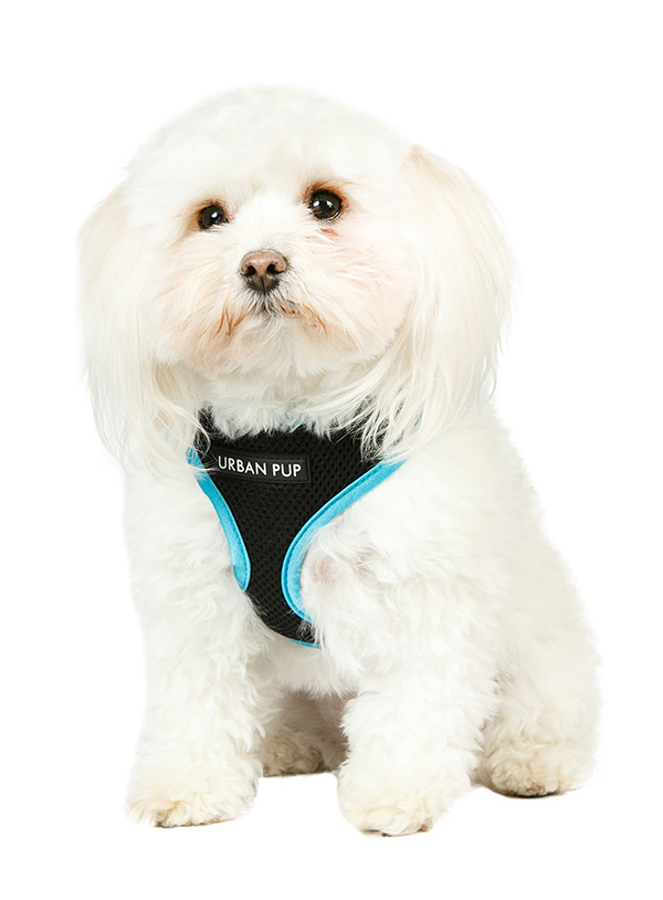 Urban Pup Active Mesh Sele Svart/Blå - 3
