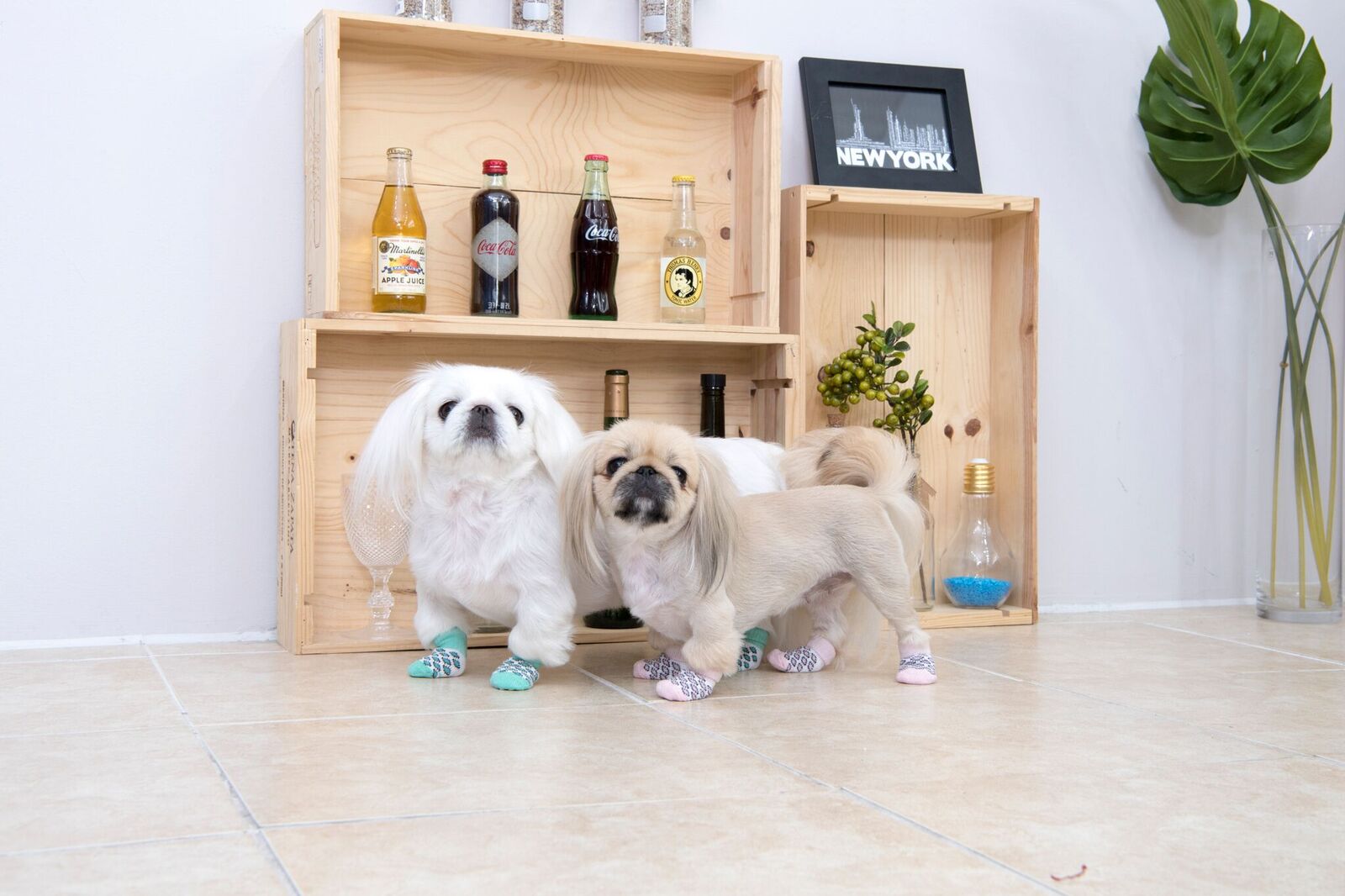 Hundskor & Sockar