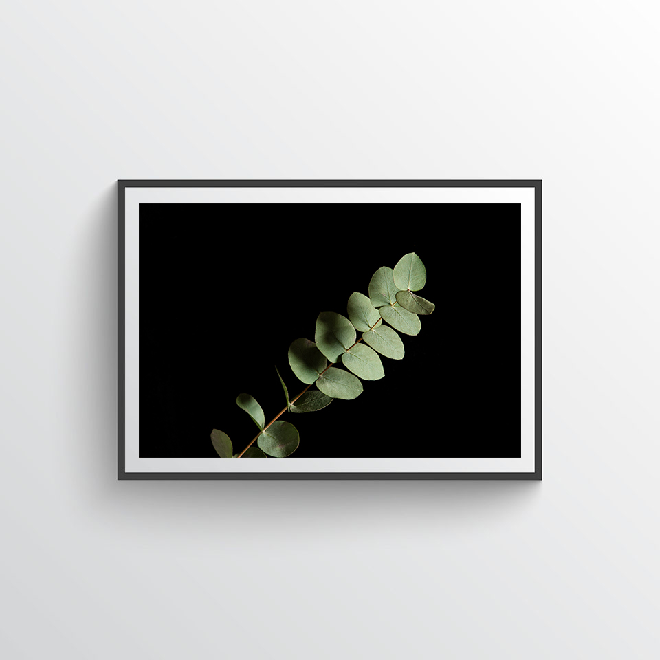 Eucalyptus no 4