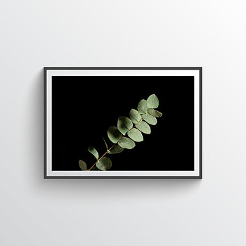 Eucalyptus no 4