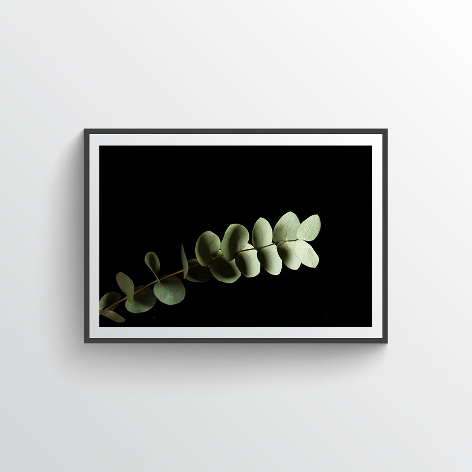 Eucalyptus no 6