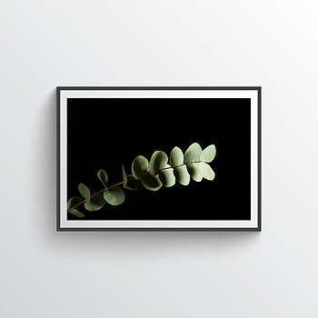 Eucalyptus no 6