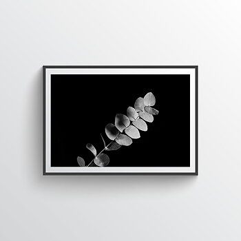 Eucalyptus no 3