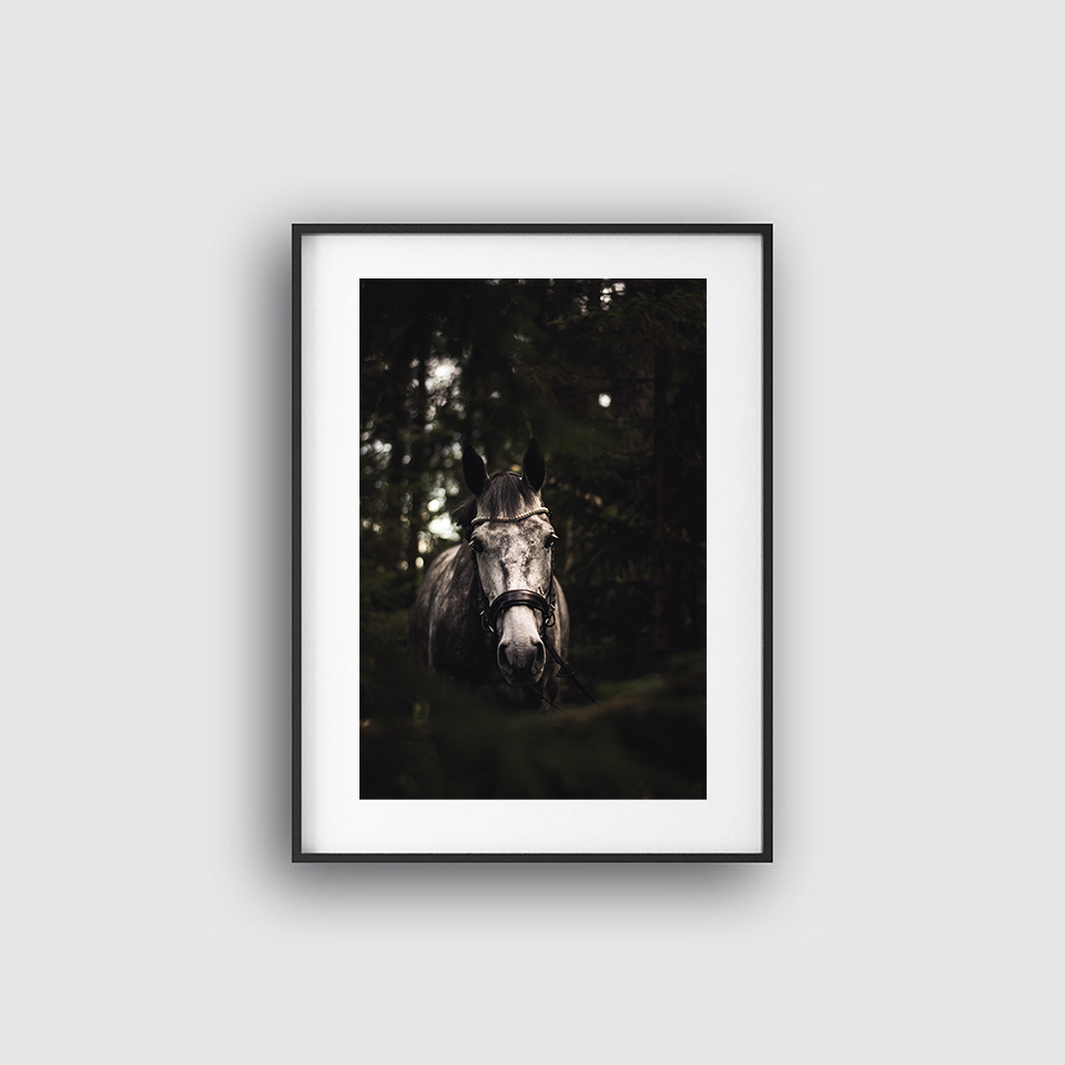  Gorgeous Horse Poster